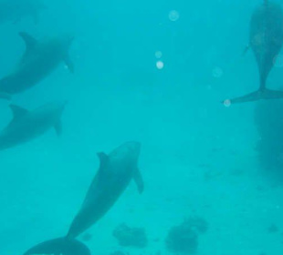 Delfine unter Wasser