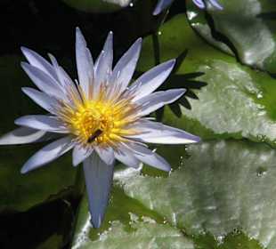 eine Seerose