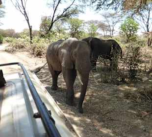 Lake Manyara Nationalpark