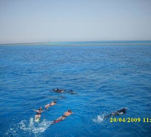 Schnorcheln mit Delfinen