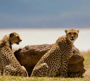 Cheetah's Rock