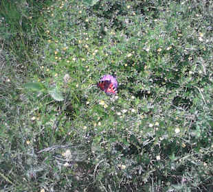 Schmetterlinge laben sich zuhauf