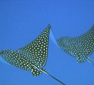 Adlerrochen, Hausbucht