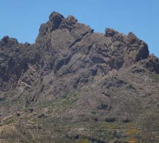 Schlafender Canarier