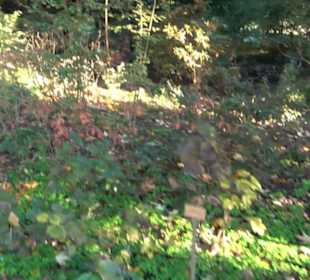 Botanischer Garten