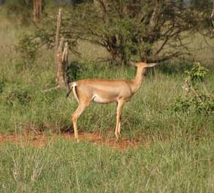 Antilope in Tsavo West