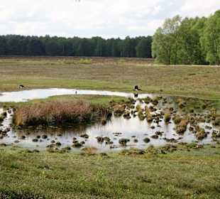 Sumpfareal am Westufer der Talsperre