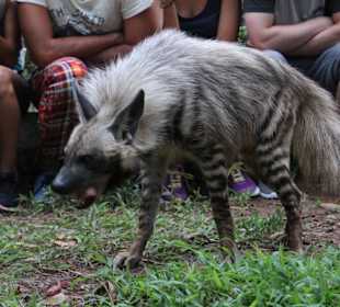 Streifenhyäne Gimmick