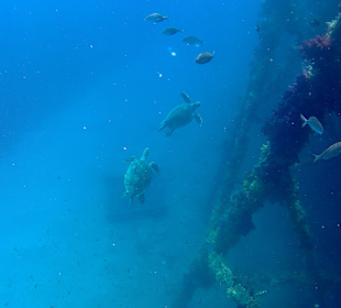 Tägliche Schildkröten an der Badeinsel