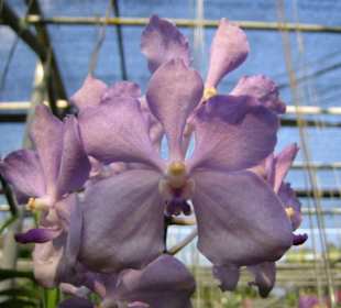 Eine blaslila Orchidee.