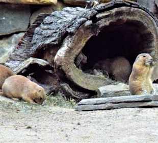 Schwarzschwanz Präriehunde