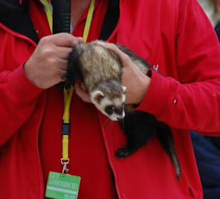 Ein Frettchen in seiner Schönheit