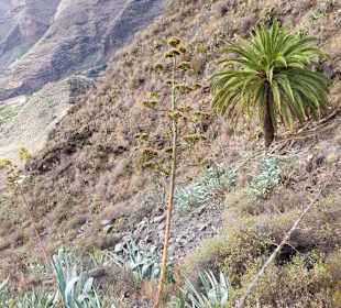 Landschaft von La Gomera