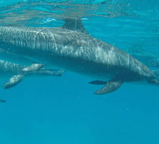 Delphin schnorcheln