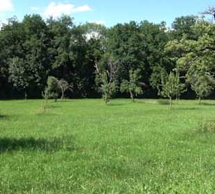 Eduard Lucas Musterobstgarten Mähringen