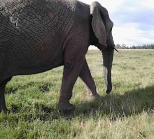 Knynsa Elephant Park