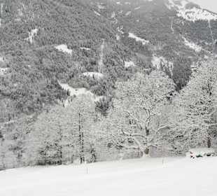 Trees near Kleine Scheidegg