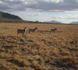 Zebras im Tsavo Ost