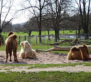 Wilhelma Stuttgart