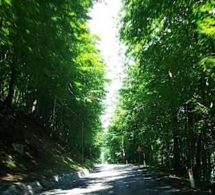 Alte defekte Strasse Plöcken