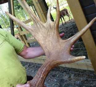 Elchschaufel vom Vorjahr