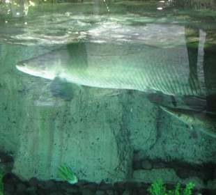 В зоопарке Бали