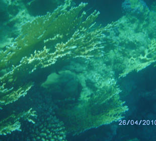 Ein Wunder der Natur