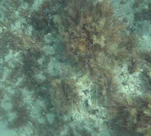 Glasbodenboot Tour Lindos