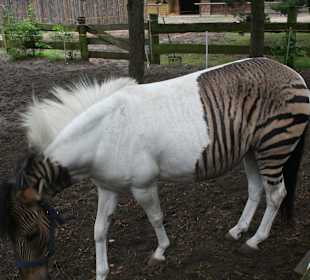 Zebrapferd-das ist echt