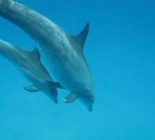 Ausflug Dolphin Dancers