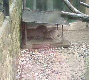 Zoo Olomouc