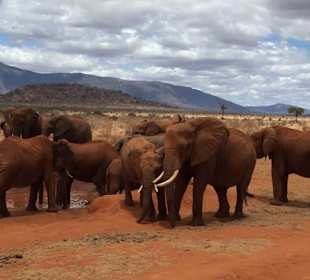 Tsavo Nationalpark 