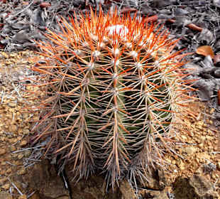 Typische Vegetation an den Rändern des Trails