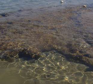 Tieto koraly mi bol osudné..a vyzerajú tak nevinne