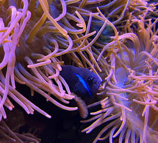 Aquazoo Löbbecke Museum Düsseldorf