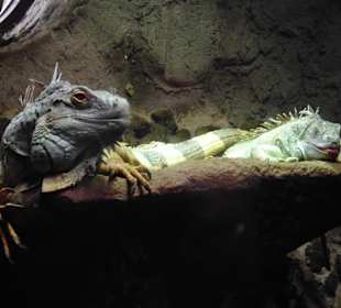 Zoo Osnabrück