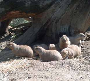 Zoo Brno