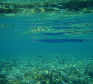 Flötenfisch (selten u scheu)