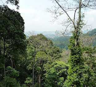 Blick vom Canopy Walk