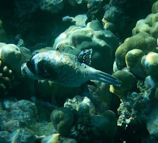 Schnorcheln Makadi Bay