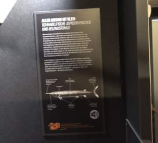 Dinosaurier Museum Altmühltal