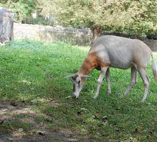 Zoo Warszawa