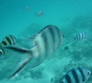 Tourguides Eddy Murphy