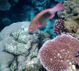 Im Great Barrier Reef