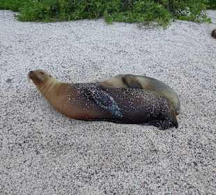 Viele Seelöwen teilweise mit Jungtieren