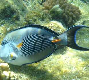 Fische am Riff