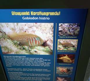  Lego X-Treme - Legoland Atlantis by SEA LIFE