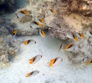 Бабочки - Hotel Tropitel Sahl Hasheesh