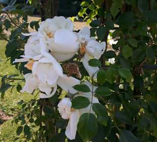 Rosenneuheitengarten