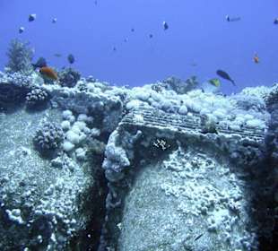 Nurkowanie w Sharm el Sheikh - podwodne życie